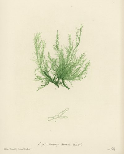 British Sea-Weed by English School